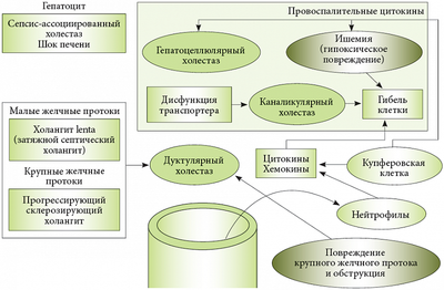Механизм развития холестаза