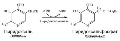 Присоединяя фосфатную группу от АТФ, пиридоксаль переходит в активную форму и только так может включиться в состав фермента.