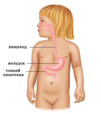пищеварительный тракт у детей